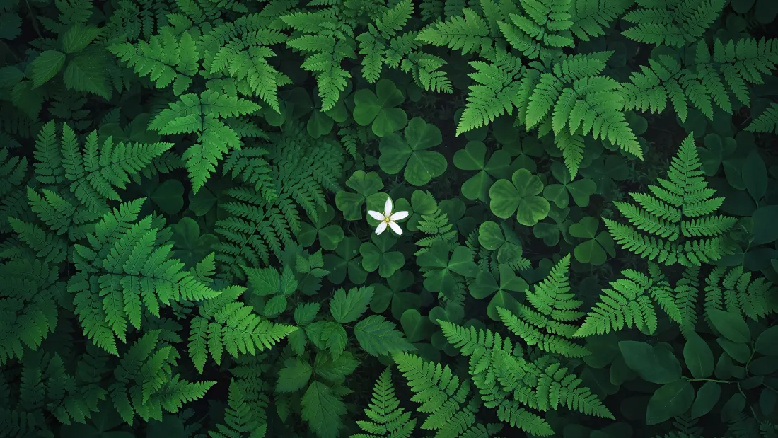 4k小白花绿色草茵壁纸｜护眼背景 - 清新自然「哲风壁纸」