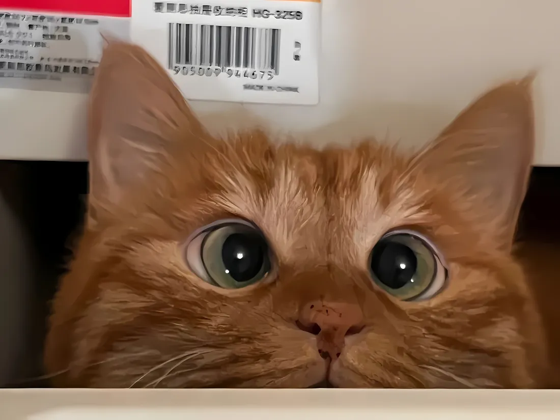 2k橘猫壁纸｜呆萌猫咪背景图片 - 可爱「哲风壁纸」