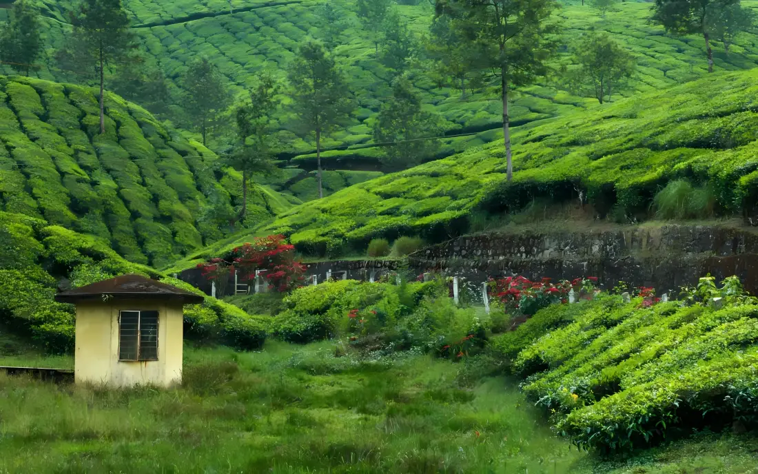 3k绿色茶园小屋壁纸｜自然风景背景图片 - 绿色护眼「哲风壁纸」