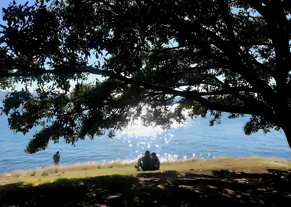 2k湖边草地树荫壁纸｜自然风景背景 - 阳光水面「哲风壁纸」