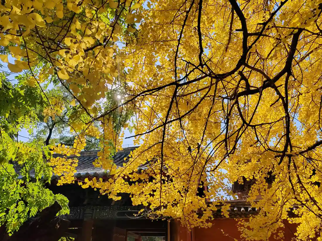 4k金黄银杏壁纸｜秋天古建筑背景图片 - 风景「哲风壁纸」