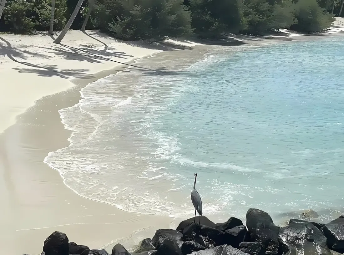 2k鹤 海边 碧蓝海水壁纸｜海边礁石背景 - 沙滩椰影「哲风壁纸」