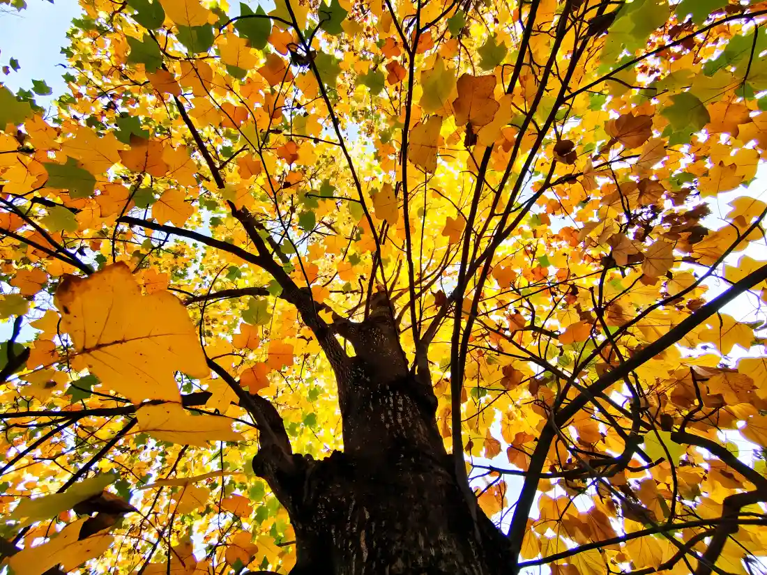 4k秋天树枝壁纸｜黄色树叶背景 - 秋景「哲风壁纸」