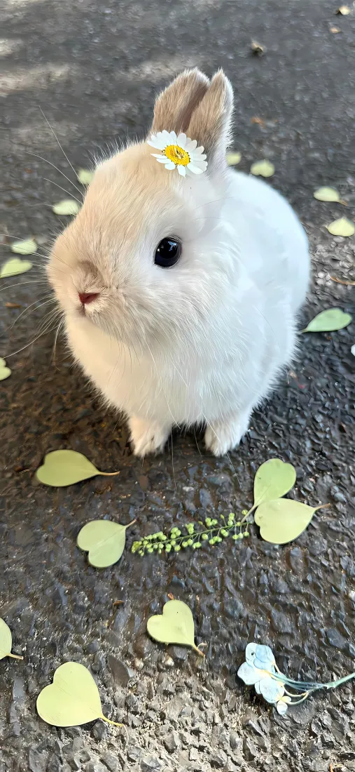 可爱兔子手机壁纸｜落叶雏菊背景 - 萌宠小清新「哲风壁纸」