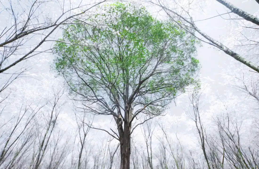 2k春天绿叶树壁纸｜自然风景 - 树枝「哲风壁纸」