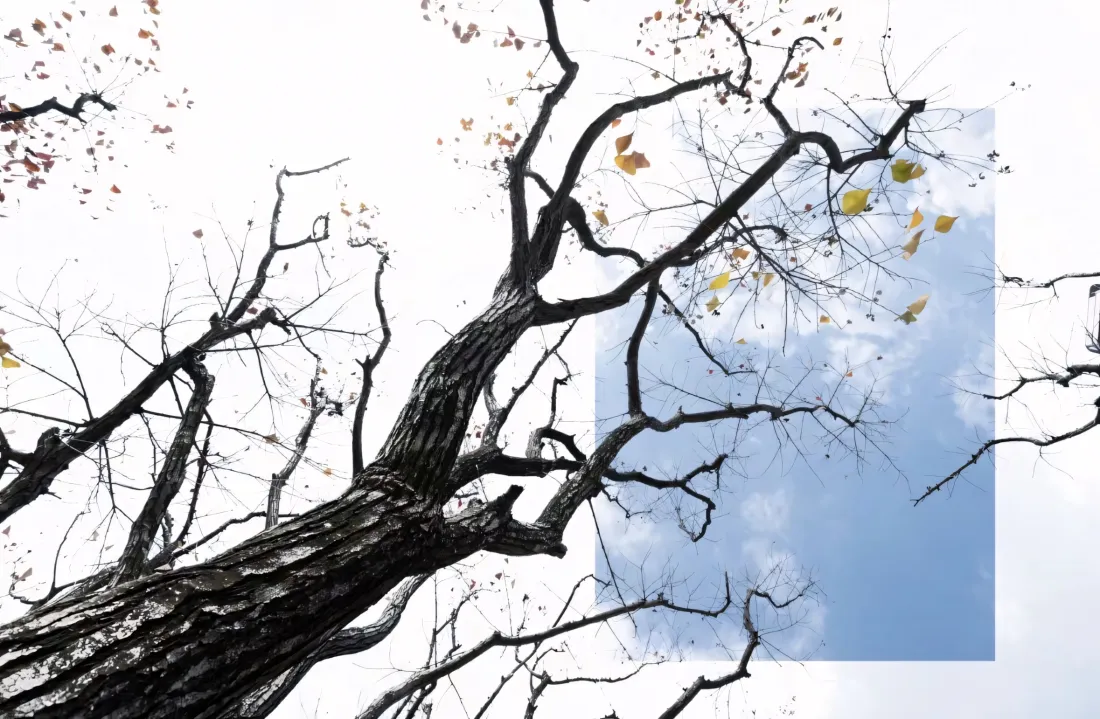 2k秋天树枝壁纸｜蓝天背景图片 - 黄叶枯树「哲风壁纸」
