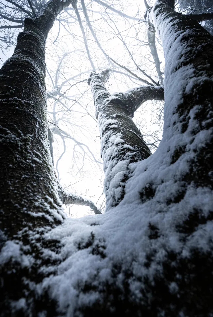 雪景手机壁纸｜冬日雪地背景图片 - 树枝树干「哲风壁纸」