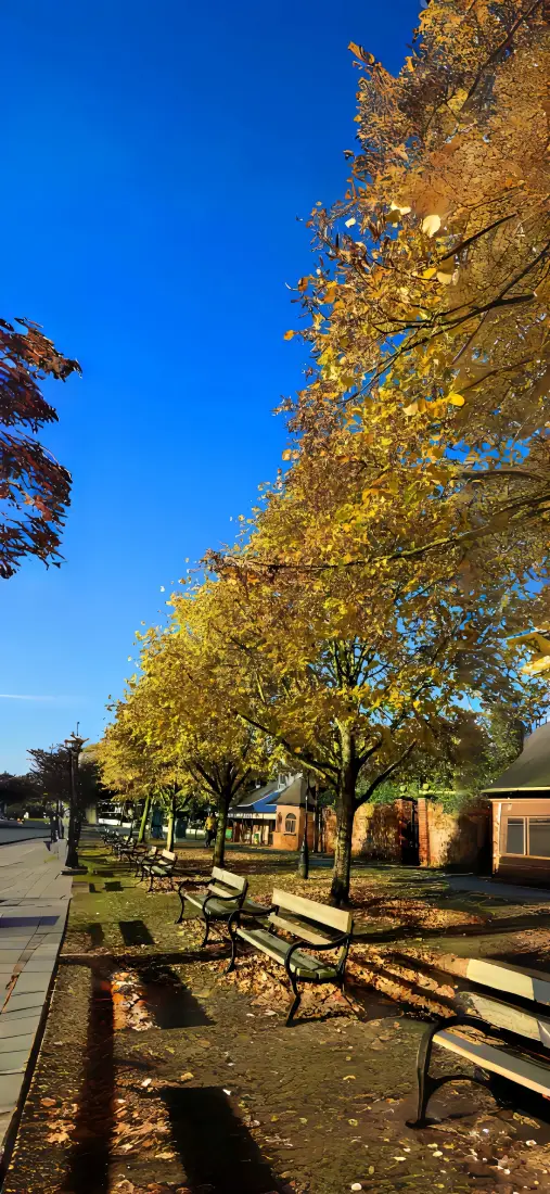 秋天手机壁纸｜蓝天背景 - 落叶树木长椅「哲风壁纸」