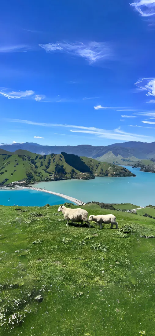 草原小羊手机壁纸｜湖水山脉背景图片 - 自然风光「哲风壁纸」