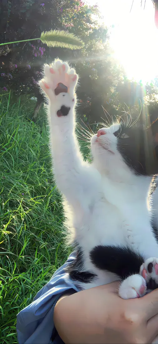 小猫手机壁纸｜草地背景 - 狗尾巴草互动「哲风壁纸」