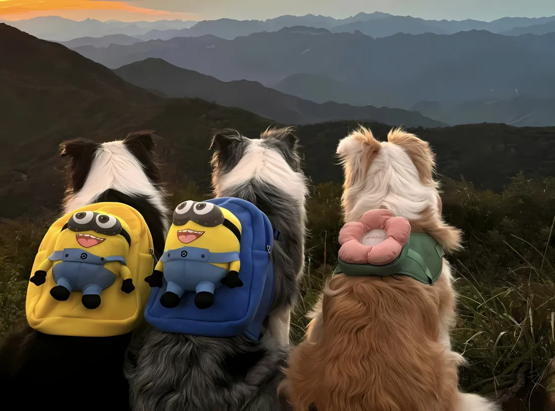 2k边牧背影壁纸｜山峰 - 小黄人背包「哲风壁纸」