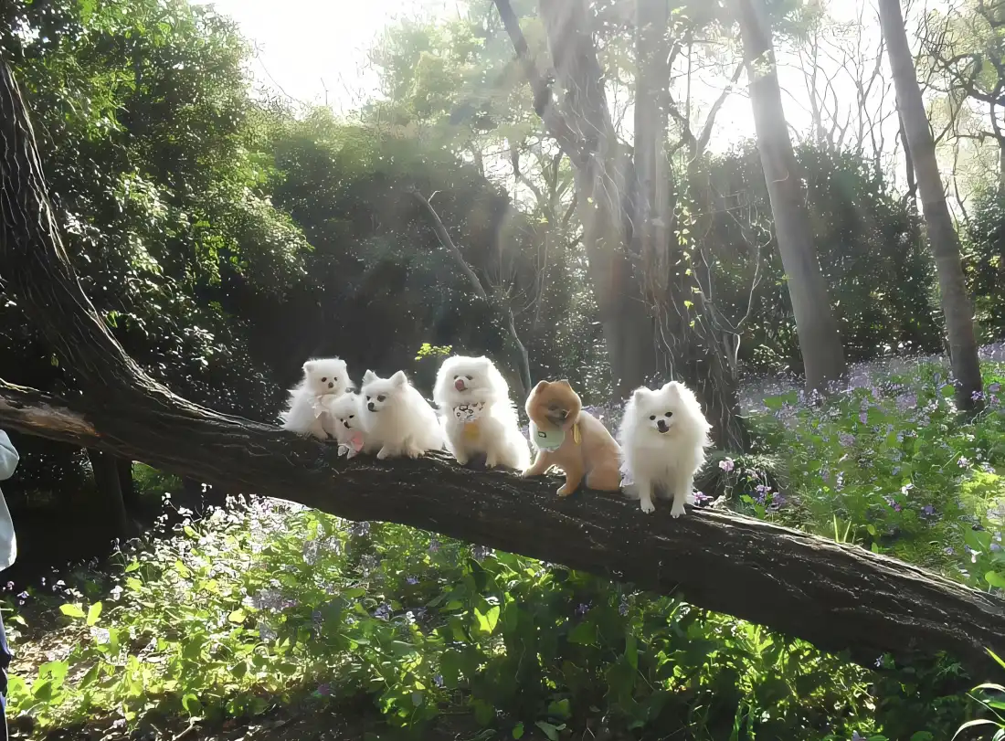 2k可爱小狗壁纸｜树林树干背景 - 阳光幼犬「哲风壁纸」