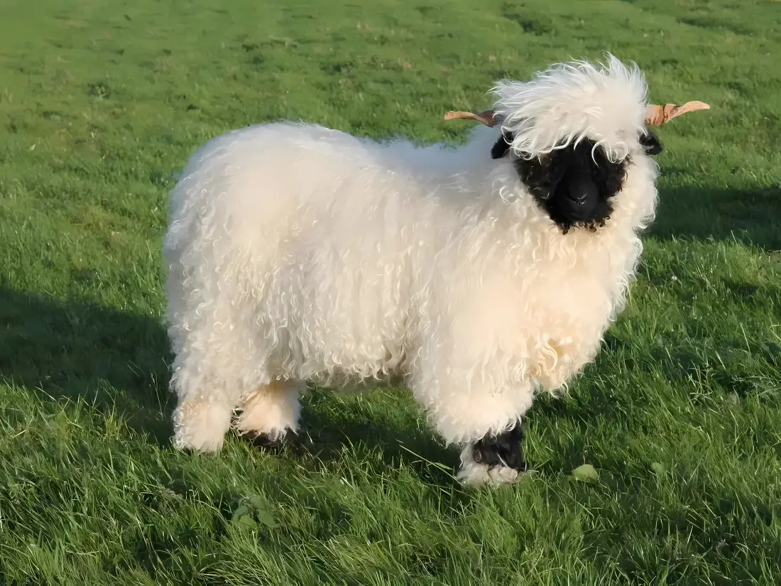 2k小羊壁纸｜草原背景图片 - 黑鼻羊「哲风壁纸」