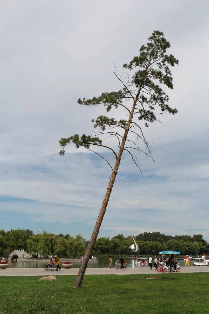 5k松树壁纸｜太阳岛背景图 - 草地湖泊人群「哲风壁纸」