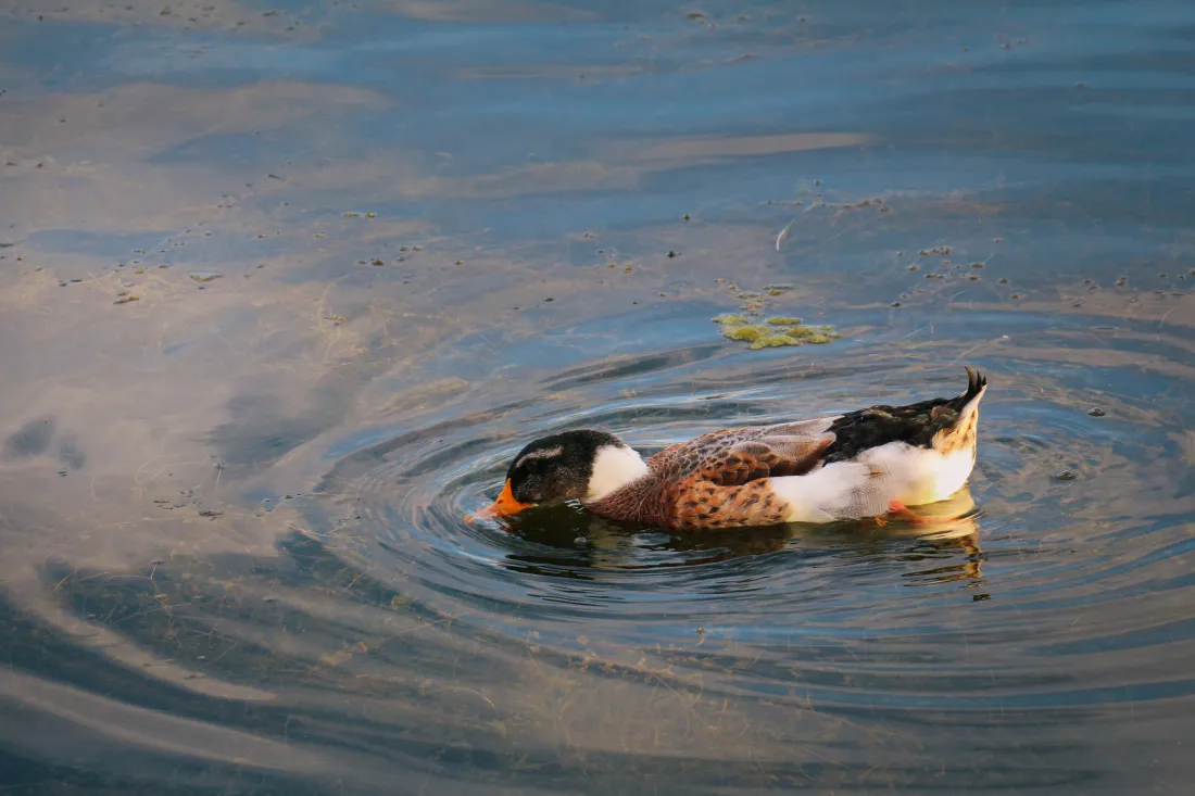 5k鸭子壁纸｜水中鸭背景图 - 水波纹「哲风壁纸」