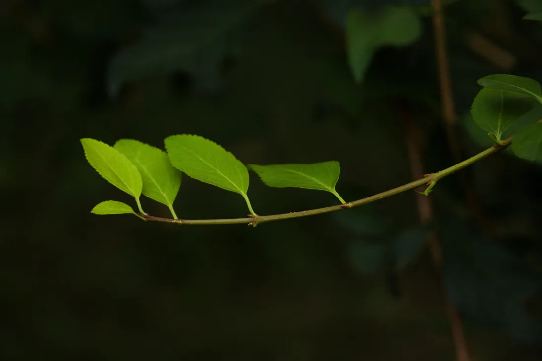 5k绿叶树枝壁纸｜自然背景图片 - 清新植物「哲风壁纸」