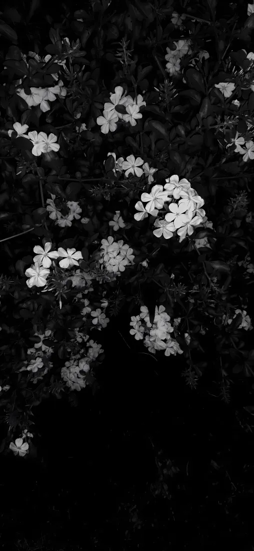 花丛手机壁纸｜黑白背景图片 - 花卉「哲风壁纸」