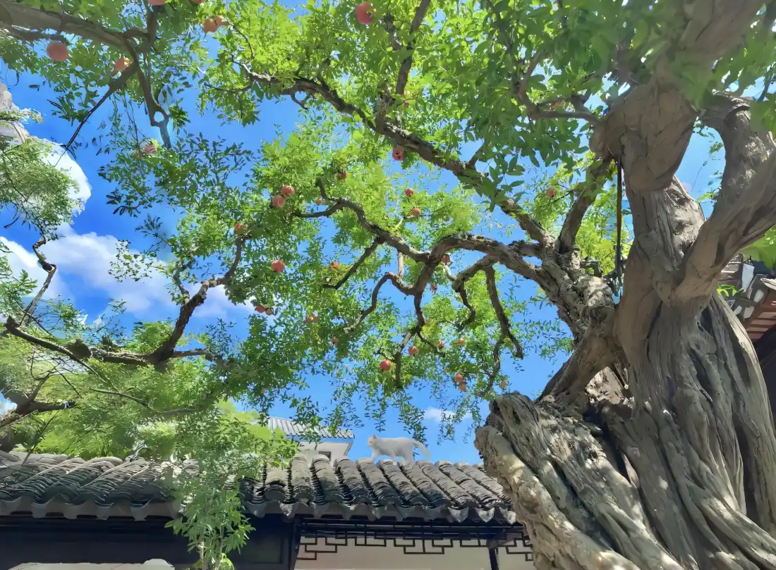 2k老树蓝天房顶壁纸｜庭院背景图片 - 绿叶红果「哲风壁纸」