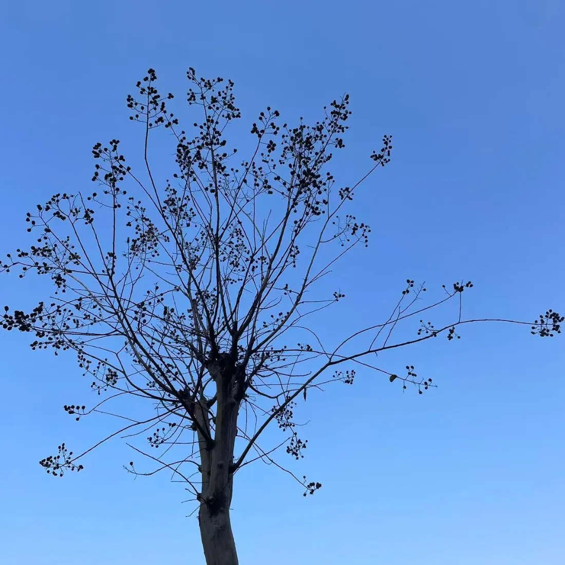 孤树手机壁纸｜蓝天背景图片 - 风景「哲风壁纸」