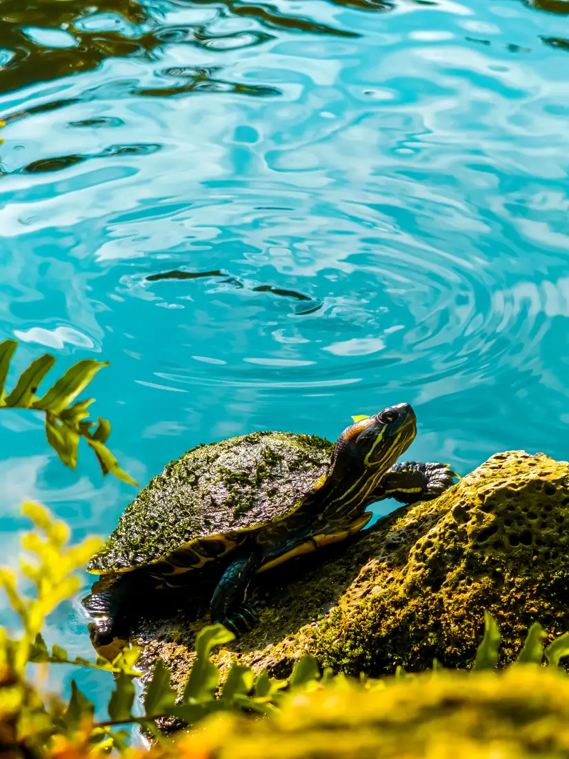 乌龟手机壁纸｜河边背景图片 - 自然风景「哲风壁纸」