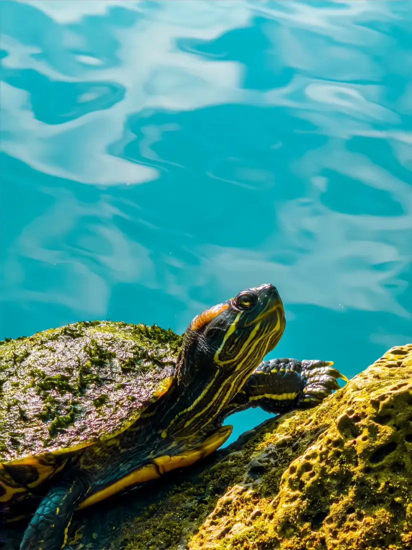乌龟手机壁纸｜水边苔藓石背景 - 宠物「哲风壁纸」