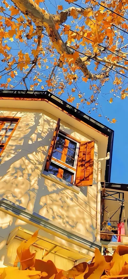 秋天枫叶窗户手机壁纸｜房屋蓝天背景图片 - 黄叶树影「哲风壁纸」