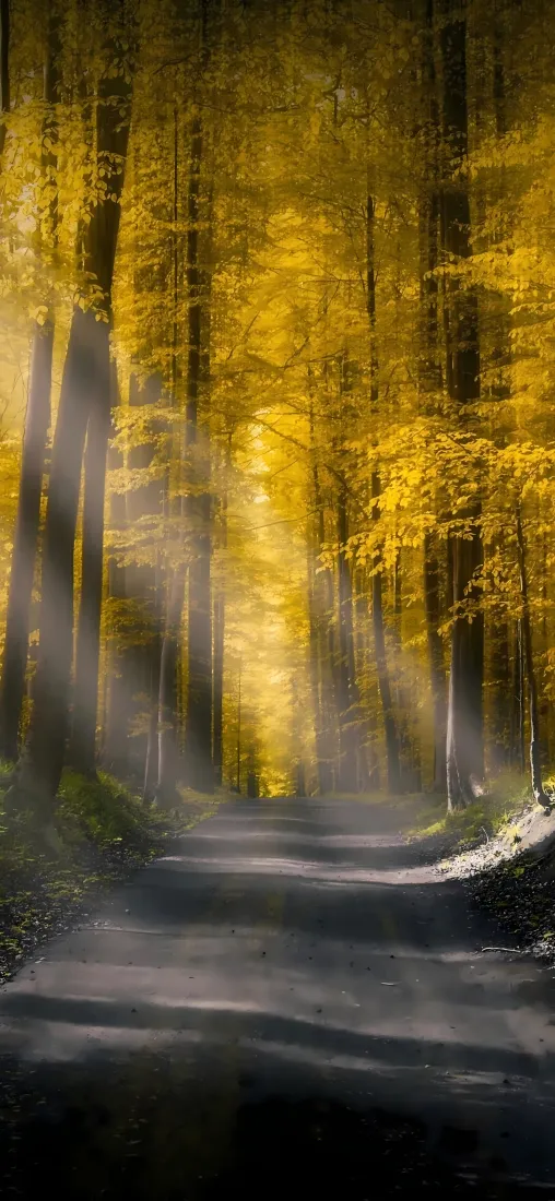 林间小道手机壁纸｜金黄树林背景 - 阳光枫树「哲风壁纸」