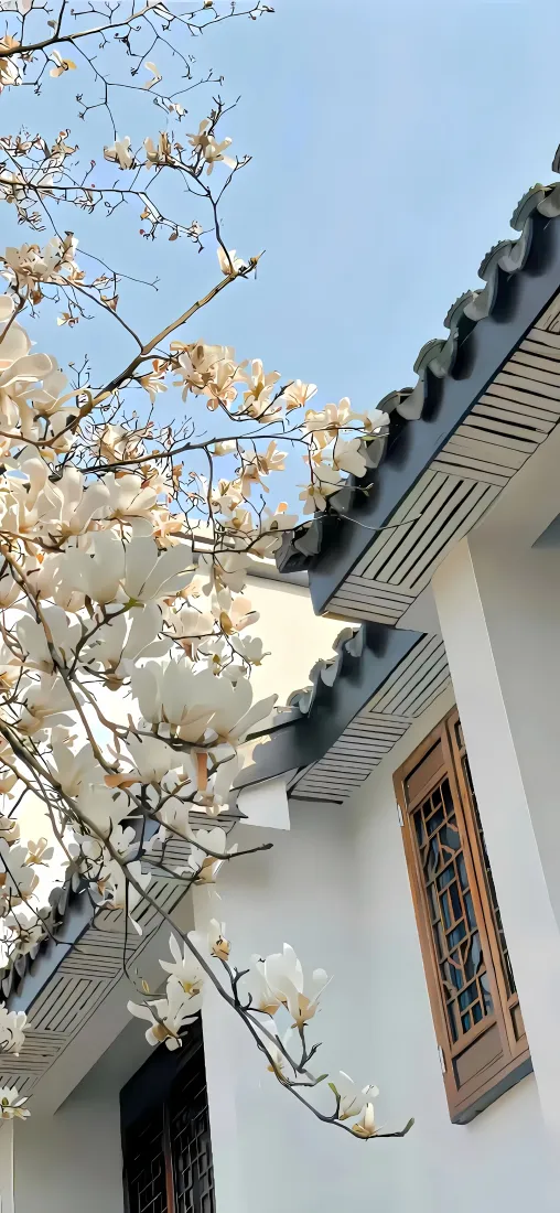 玉兰花手机壁纸｜中式建筑背景图片 - 蓝天「哲风壁纸」