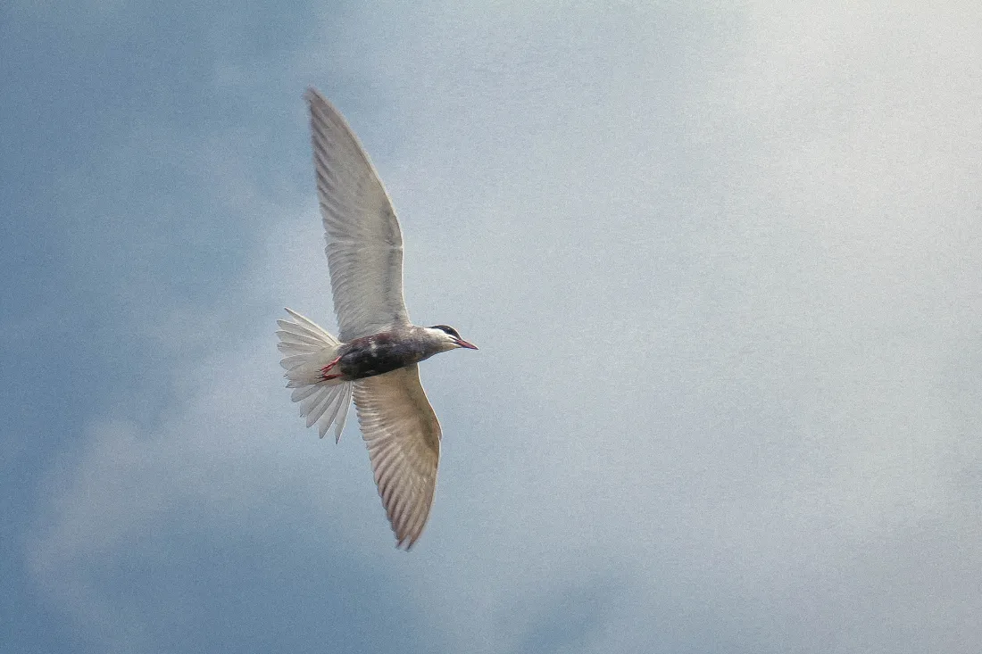 4k江鸥壁纸｜蓝天背景 - 飞鸟翱翔「哲风壁纸」