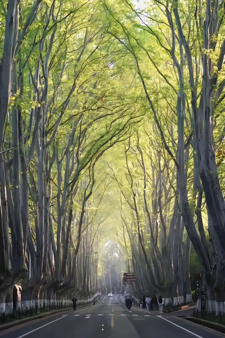 梧桐大道手机壁纸｜夏天背景图片 - 林荫道阳光「哲风壁纸」