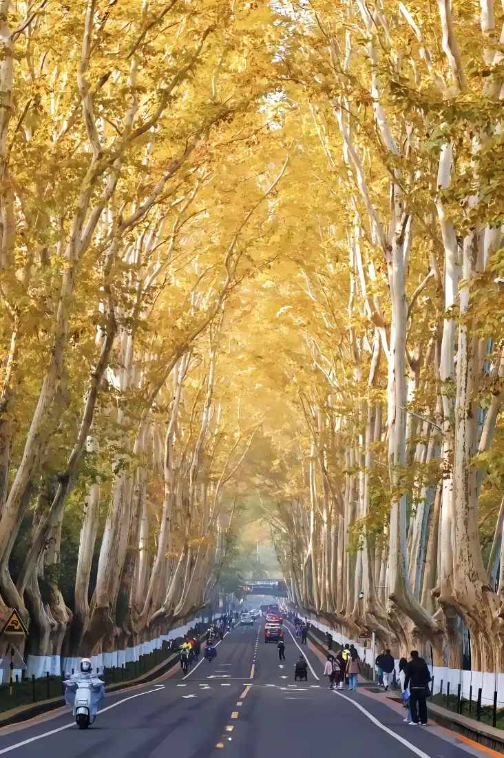 秋天梧桐大道手机壁纸｜金黄林荫道背景图片 - 秋日街道「哲风壁纸」
