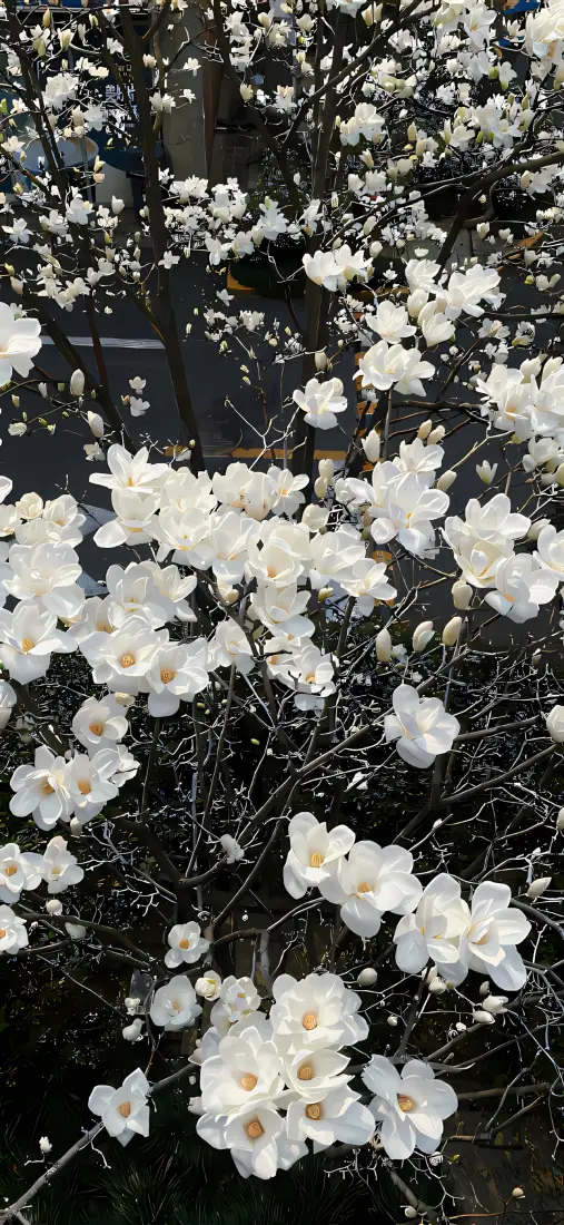 白色花朵手机壁纸｜简约花丛背景 - 自然清新「哲风壁纸」