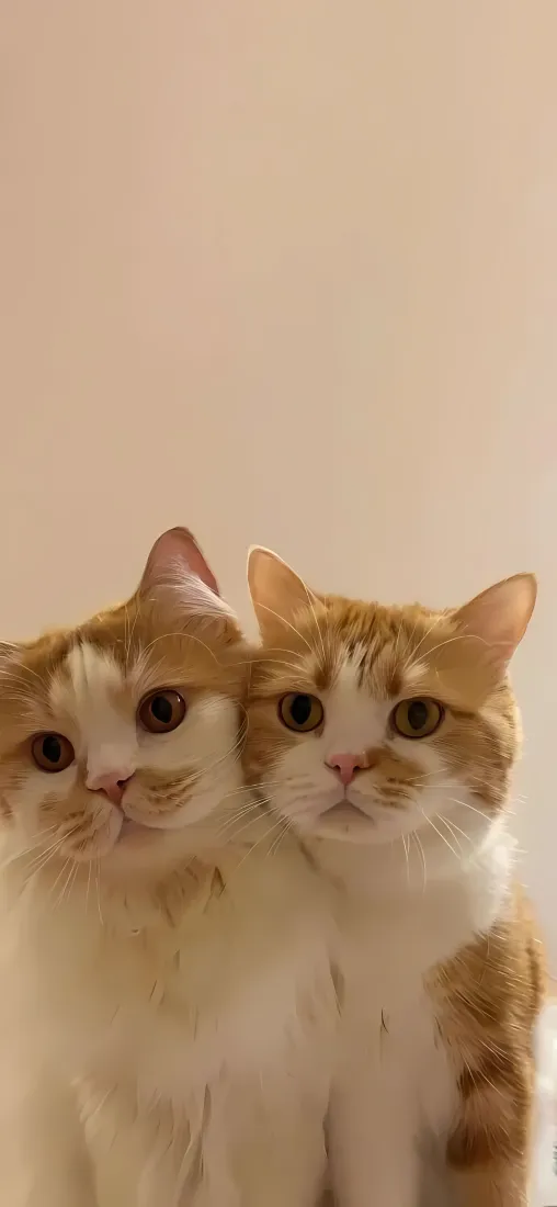 两只橘猫手机壁纸｜萌宠背景图片 - 可爱猫咪「哲风壁纸」