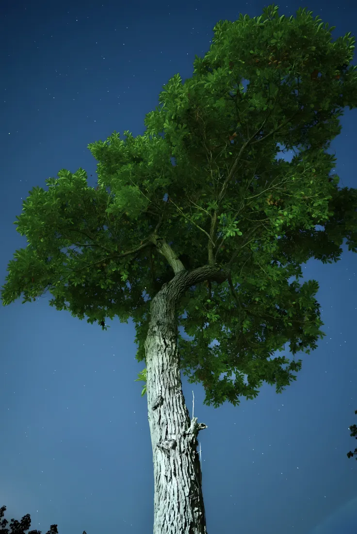 桦树手机壁纸｜夜空背景 - 简约自然「哲风壁纸」