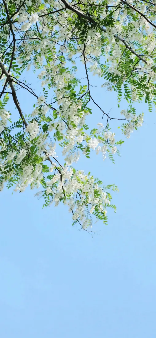 洋槐树手机壁纸｜蓝天背景 - 槐花树枝「哲风壁纸」