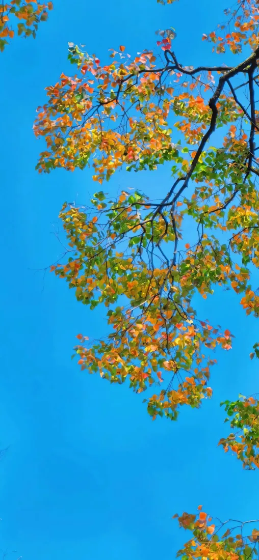 乌桕树手机壁纸｜蓝天背景图片 - 秋叶树枝「哲风壁纸」