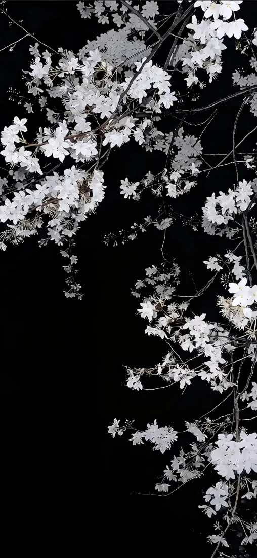 海棠花树枝手机壁纸｜黑白背景 - 花卉「哲风壁纸」