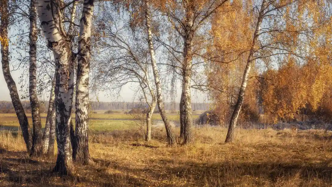 3k秋天白桦树壁纸｜田野风景 - 落叶「哲风壁纸」