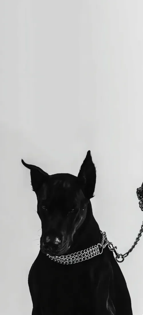 杜宾犬手机壁纸｜简约背景 - 黑白「哲风壁纸」