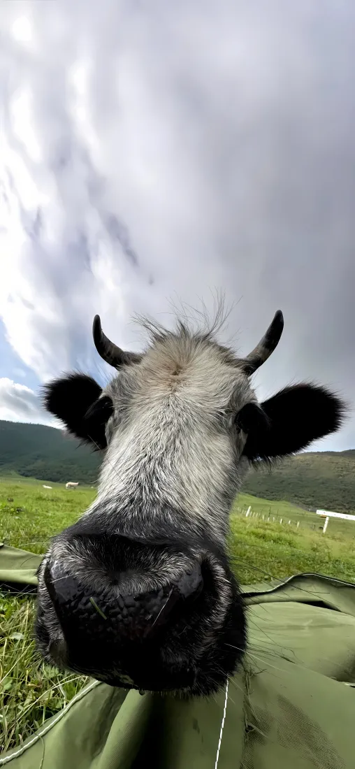 牛怼脸照手机壁纸｜草原背景图片 - 动物特写「哲风壁纸」