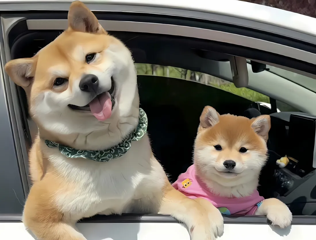 2k柴犬壁纸｜车内背景图 - 可爱萌宠「哲风壁纸」