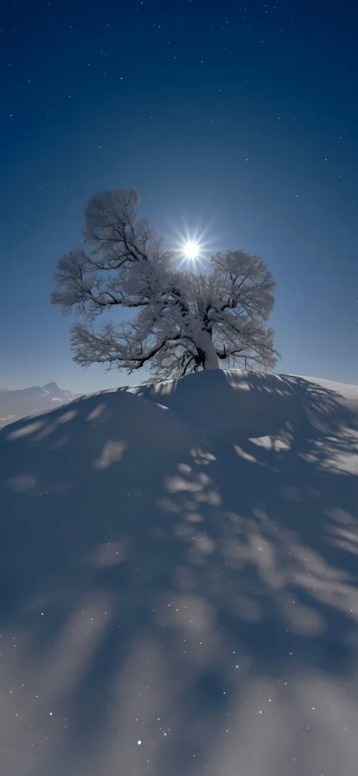 自然风景手机壁纸｜雪地背景图片 - 阳光下的树倒影「哲风壁纸」
