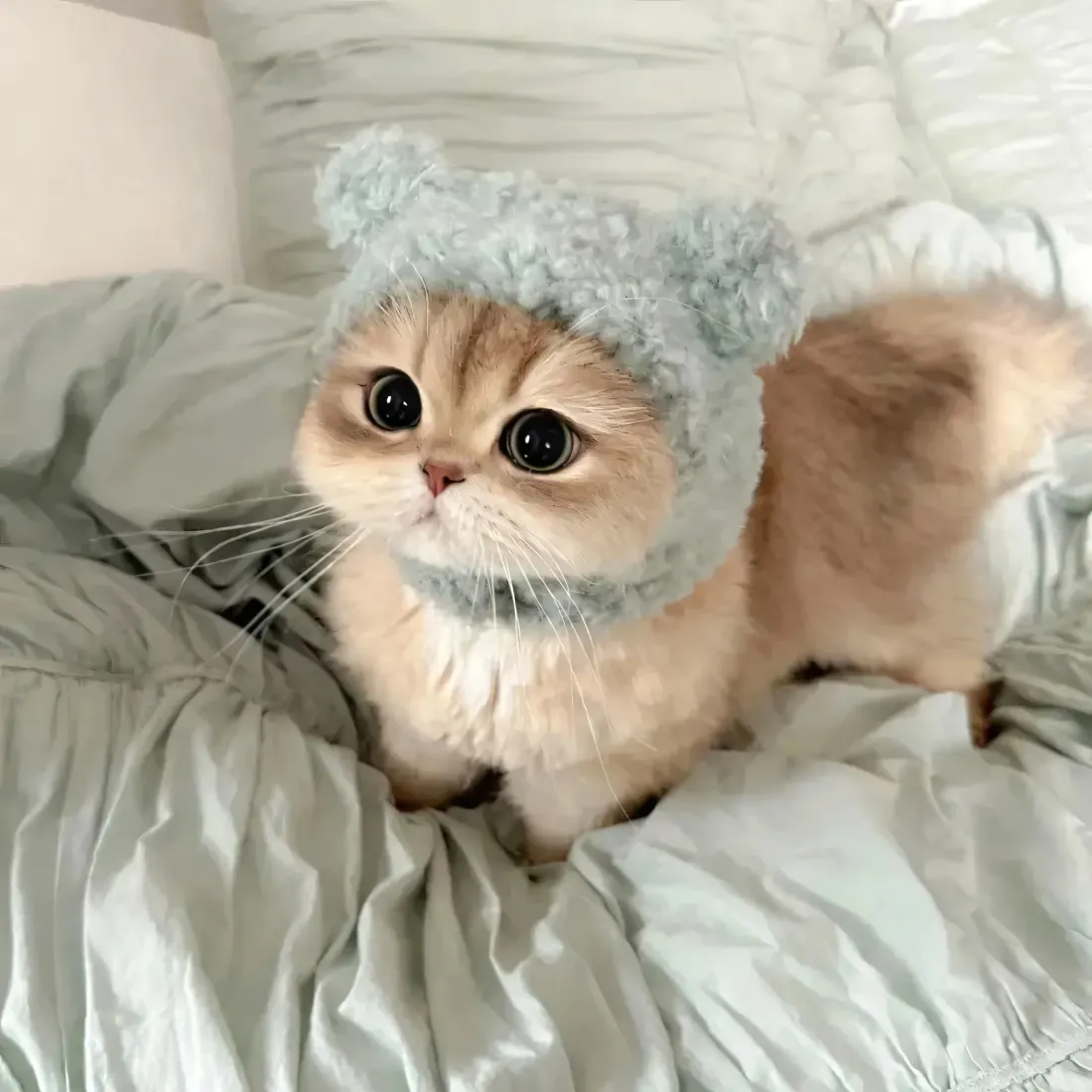 蓝帽小猫手机壁纸｜浅床品背景图片 - 可爱萌宠「哲风壁纸」