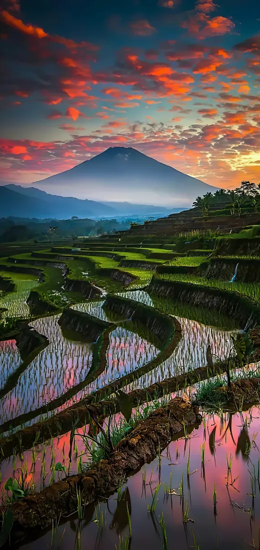 梯田手机壁纸｜自然风景背景 - 晚霞山峦稻田「哲风壁纸」