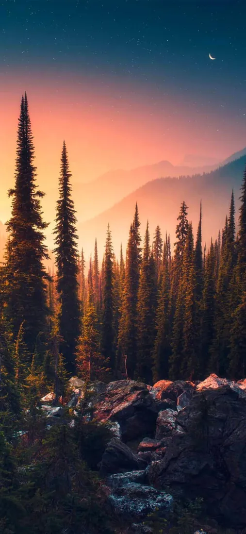 森林手机壁纸｜晚霞背景图片 - 自然风景「哲风壁纸」