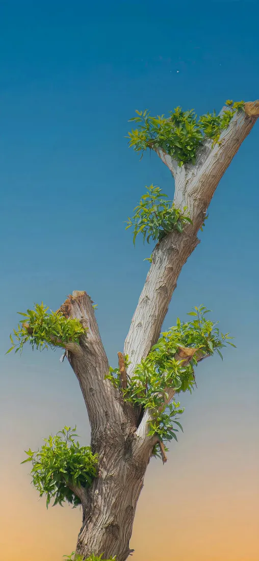 树新芽手机壁纸｜蓝天背景图片 - 自然风景「哲风壁纸」