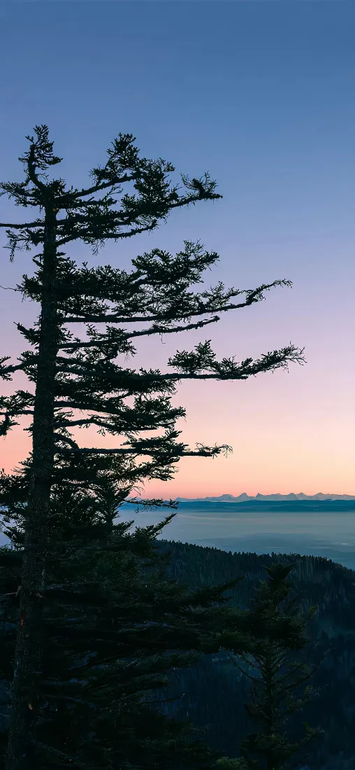 （自然风景手机壁纸｜山林背景图片 - 松树云海黄昏）「哲风壁纸」