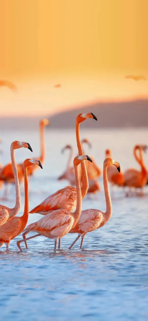 火烈鸟手机壁纸｜自然风景背景图片 - 水面橙黄天空「哲风壁纸」