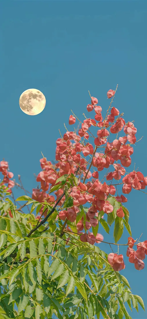 红花满月手机壁纸｜蓝天背景图片 - 自然风景花卉「哲风壁纸」