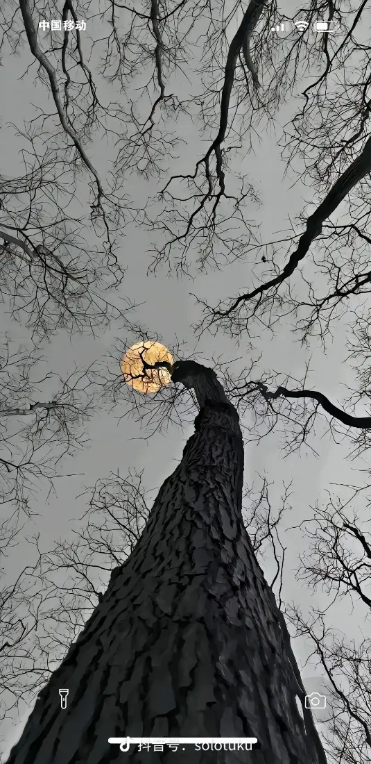 枯树仰视手机壁纸｜灰色天空背景图片 - 暖黄光源「哲风壁纸」